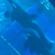 きむち