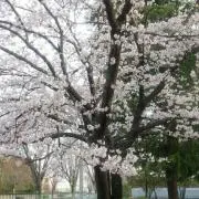 みよちい