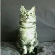 くろにゃんこの画像