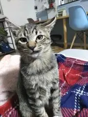 もふにゃん✴プロフ必読の画像