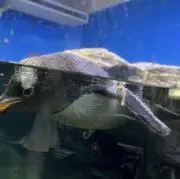 ぺんぺんの画像