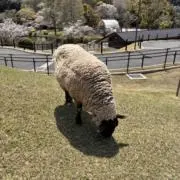 めえの画像