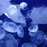 海月@プロフ必読・次回発送日8/24の画像