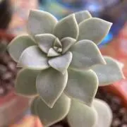 Ａaの画像