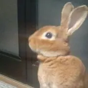 なる