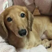 いぬはハナ