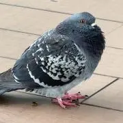 ハトーボーの画像