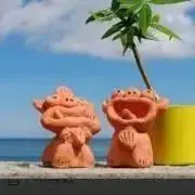 ポポラの画像