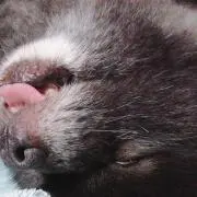 こつぶたの画像