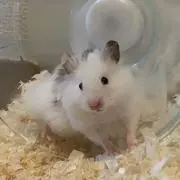 邑