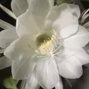 まぁ