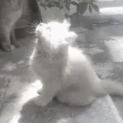 Na~-  ̫-の画像