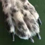 りんごま