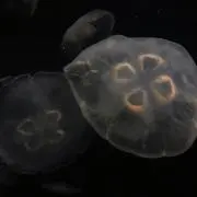 しゅーまい