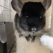 ちゃむの画像