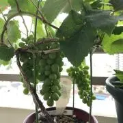 ヒデボウの画像