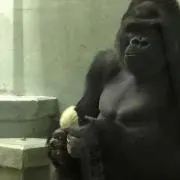 だーはまの画像