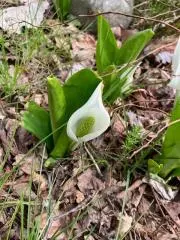 児玉美恵さん 竹かご 花生けにも - メルカリ