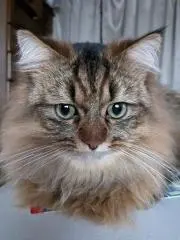 うさぎの画像