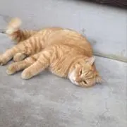 gomgom