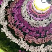 makumaの画像