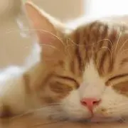 みっくすの画像
