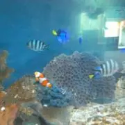 プルメリアン