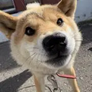 はなちゃんの画像