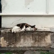 みげじ