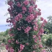 ミント色の画像