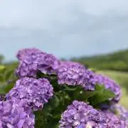 nachの画像