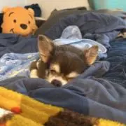 ママ