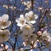 はな25.28の画像