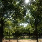 ☆つくし☆☆の画像