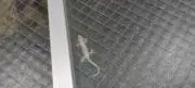 ギターの人