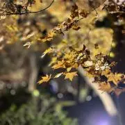 satoruの画像