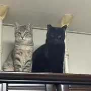 うにの画像