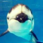 めぐみるくの画像
