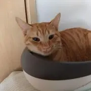 ハクロンの画像