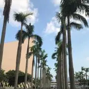 t.