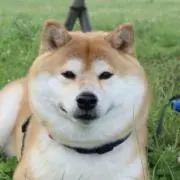 Shiba※の画像