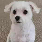 ハルちゃんの画像