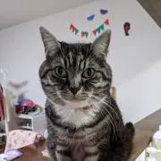 かなぺ