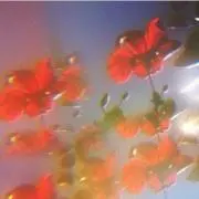 あの画像