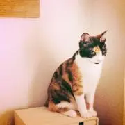 つくねの画像