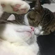 JUN と猫さん体調不良です(T ^ T