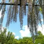 ladidaの画像