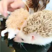 めたこの画像