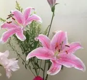 断捨離の画像