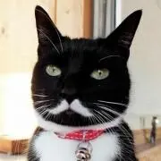 葵の画像